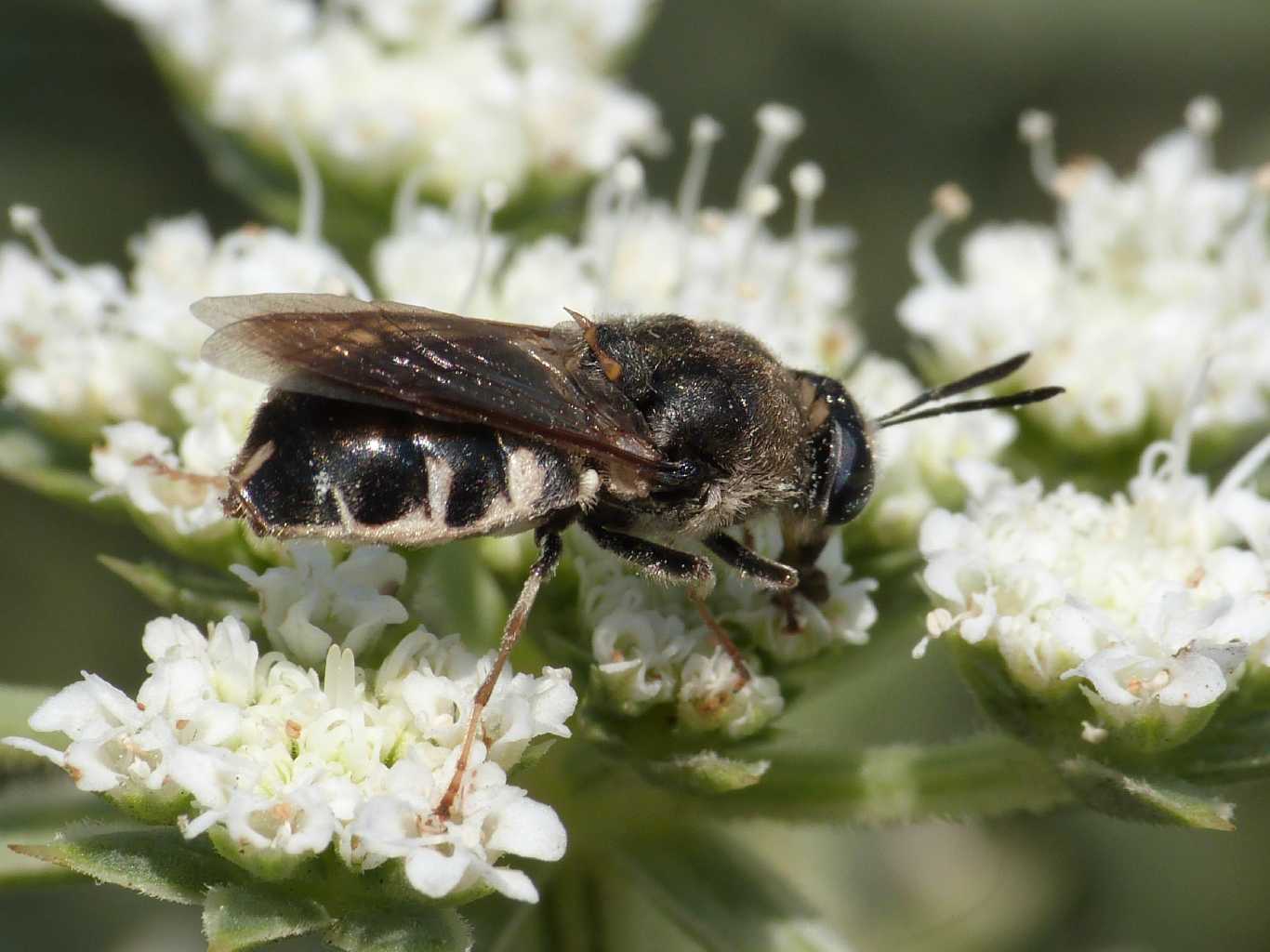 Stratiomys longicornis